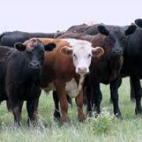 Farm Animals and Their Health